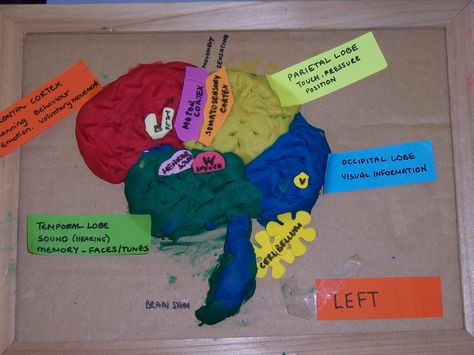 Students copied a diagram of the brain and built their own using playdough. Then matched the info tags to each area Diagram Of Brain, Diagram Of The Brain, Brain Diagram, Visual Memory, The Brain, Homework, Fun Stuff, Counseling, Brain