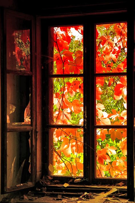 lovely autumn window.  This is the real thing; but, I wonder if real leaves could be decoupaged onto an old window and create a translucent look? Hmmm An Open Window, Fabulous Fall, Window View, Autumn Beauty, Seasons Of The Year, Fall Pictures, Best Seasons, Open Window, Through The Window