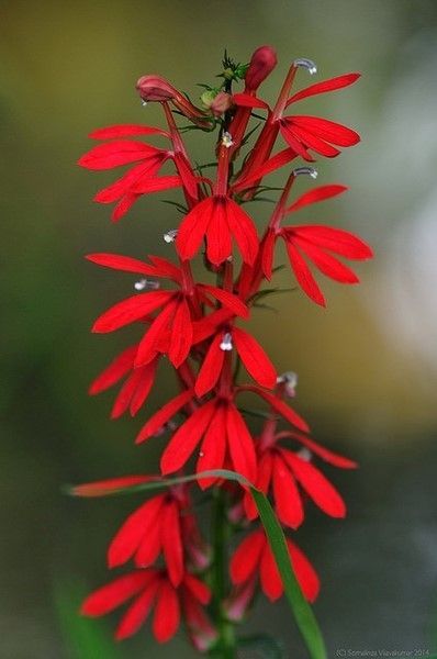 Indian Plants, Natural Plant Fertilizer, 1st Chakra, Lobelia Cardinalis, Natural Plant Food, Cardinal Flower, Natural Fence, Indian Pink, Future Garden