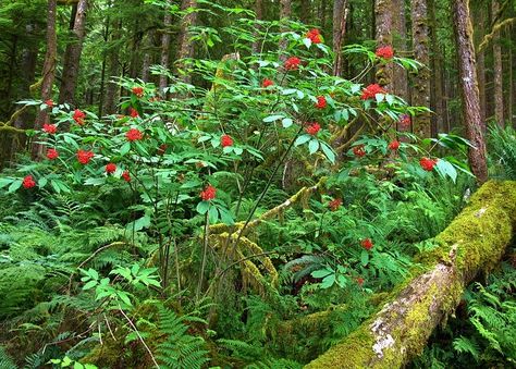 red elderberry, Sambucus racemosa Red Elderberry, Sambucus Racemosa, Native Garden, Woodland Garden, Forest Floor, Puget Sound, New Garden, Native Plants, Dream Garden