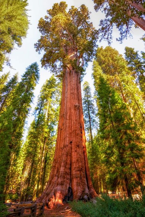 Giant Redwood Trees, Unusual Trees, Bristlecone Pine Tree, Massive Tree, Tall Pine Trees, Vacation Board, Sequoiadendron Giganteum, General Sherman, Amazing Trees