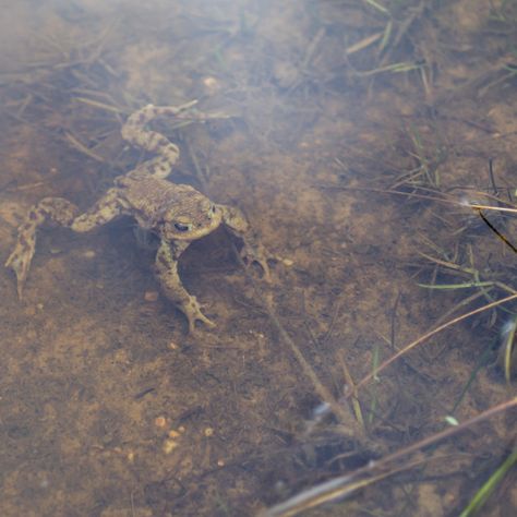 Toad in Water by Gordon England - Common toad (Bufo bufo) submerged in water of the old army horse training pond, Caesar's Camp, Hampshire, UK, 11 March 2020 #photography #nature #wildlife #amphibian #toads #spawn #spawning #uknature #britishwildlife #naturephotography #wildlifephotography Water Captions, Goofy Animals, Common Toad, Frog Stuff, 2020 Photography, 11 March, Plants Uk, College Projects, Hampshire Uk