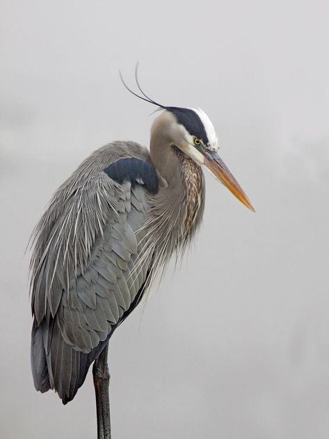 Heron Photography, Heron Photo, Southern Art, Bird Identification, Grey Heron, Birds In The Sky, Morning Fog, Great Blue Heron, Bird Artwork