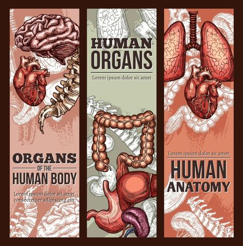 Human Poster, Sketch Anatomy, Poster Anatomy, Typography Ads, Human Kidney, Anatomy Organs, Biology Poster, Biology Humor, Poster Advertisement