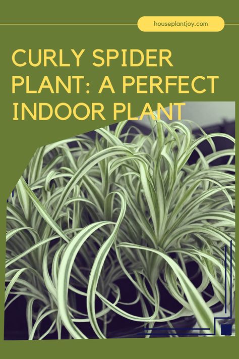 Unveil the beauty of the curly spider plant! Learn about its origin, care tips, propagation, and varieties in our latest blog. Perfect for adding elegance to any room with minimal maintenance. #CurlySpiderPlant #IndoorPlants #PlantCare Curly Spider Plant, Spider Plant Care, Spider Plant, Spider Plants, Indoor Plant, Plant Care, Plants, Beauty