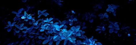 Blue Flower Twitter Header, Blue Divider Aesthetic, Blue Butterfly Header, Dark Blue Header Aesthetic, Dark Blue Banner Aesthetic, Dark Blue Aesthetic Banner, Dark Blue Twitter Header, Dark Blue Discord Banner, Dark Blue Header