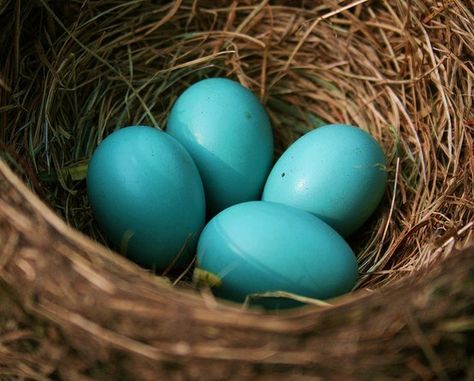 Oeufs turquoises Eggs In A Nest, Egg Nest, Behind Blue Eyes, Blue Eggs, Bird Eggs, Shades Of Turquoise, Aqua Turquoise, Robins Egg, Feeling Blue