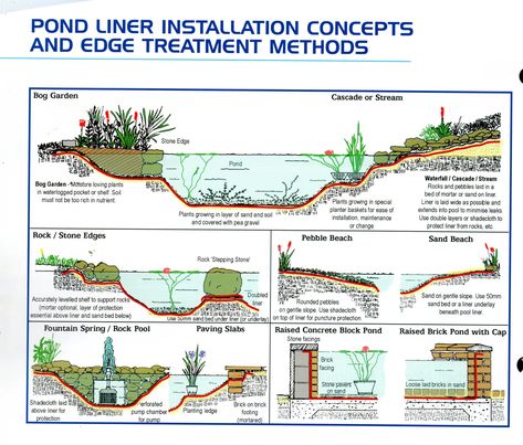 Build A Pond, Swimming Pool Pond, Kolam Koi, Building A Pond, Bog Garden, Natural Swimming Ponds, Garden Pond Design, Diy Pond, Pond Waterfall