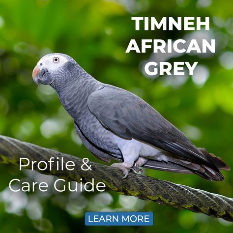 Timneh African Greys have the ability to be exceptional talkers and mimics.🦜💬 Click the link to learn more about them! #parrotessentials #parrots #petparrot #parrottrivia #parrotlife #parrotfacts #parrottips #parrotcaretip #parrotlove #petbird #parrotprofile Timneh African Grey, Congo African Grey, Parrot Facts, African Grey Parrot, African Grey, Fact Sheet, Pet Bird, West Africa, Sierra Leone