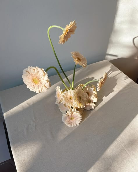 — a study on Gerberas and shapes… featuring a special guest in the last picture ✨ Minimalist allure in full bloom. One-type-of-flower arrangements: clean lines + contemporary charm. From gran en masse displays to delicate settings, each stem, petal and shape is pure inspiration. #gerbera #pinkgerbera #weddingflorals #weddingflorist #italianflorist #tuscanyflorist #tuscanywedding #pugliawedding #venicewedding Gerbera Arrangement, Gerbera Flower, Pink Gerbera, Floral Studio, Tuscany Wedding, Special Guest, Wedding Florist, Florist, Floral Wedding