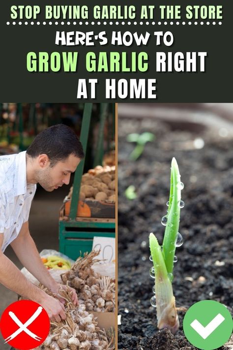 Stop Buying Garlic At The Store. Here’s How To Grow Garlic Right At Home Roots Book, Grow Garlic, High Cholesterol Levels, Growing Garlic, Raw Garlic, Natural Beauty Recipes, 1 Percent, Compost Tea, Singapore Math