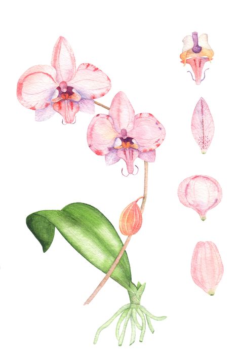 Orchid Watercolor, Vegetables Illustration, Orchid Drawing, Orchids Painting, Orchid Tattoo, Vegetable Illustration, Watercolor Flowers Tutorial, Flowers Paintings, Watercolor Flowers Paintings