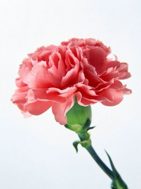 pink carnation Carnation Photography, Carnation Painting, Pink Carnation Flower, Carnation Pink, Garden Flower Beds, Pink Carnations, Carnation Flower, Month Flowers, Birth Month Flowers