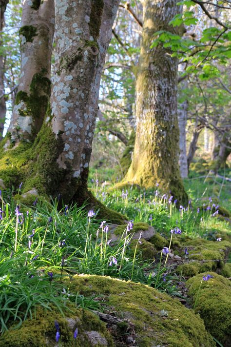 Lens Perspectives — stephenearp: Bluebells, yesterday evening. Woodland Cottage, Spring Forest, Fairy Forest, Forest Path, Forest Park, Alam Yang Indah, Environmental Art, Nature Aesthetic, Enchanted Forest