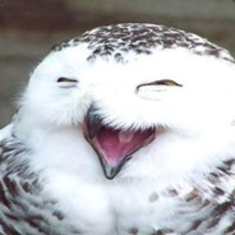 Snowy Owl, Spanish Class, Beautiful Smile