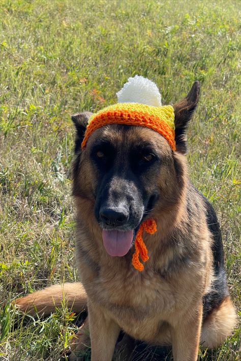 Crochet Dog Hat Tutorial Crochet Dog Hat Free Pattern Large, Crochet Dog Beanie, Dog Crochet Hat, Crochet Dog Hat Free Pattern, Dog Hat Crochet, Candy Corn Dog, Crochet Dog Hat, Scrap Yarn Crochet, Crochet Cat Hat