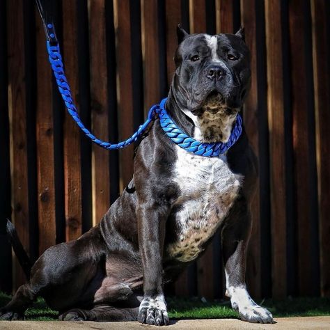 📸: @theincredibullz • Shine from dusk till dawn with this Big Dog Chains! A touch of blue for a fresh look!💙🤩 • Get yours today! www.BigDogChains.com • #pacificdogcollar #bigdogchains #big #dog #chains #viraldog #viral #trendy #nature #blue #doglover #doglovers #puppy #canecorso #photography #photooftheday Active Dogs, High Calorie, Small Dog Collar, To Gain Weight, Dog Id Tags, Essential Vitamins, Human Services, Muscle Recovery, Dog Id