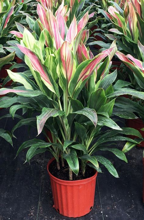 Cordyline fruticosa, Ti Plant  'Sherbert' Cordyline Fruticosa, Planta Interior, Flowers With Names, Ti Plant, Tropical Landscape Design, Fountain Square, Tropical Landscape, Long Holiday, Good Earth