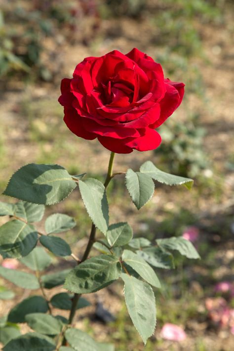 Today, I went to the backyard and took a photo of the roses. They were really beautiful. I sighed that God's creation is so wonderful. Roses Garden Care, Rose Flower Pictures, Rose Plant, Rose Gold Wallpaper, Rose Flower Wallpaper, Beautiful Red Roses, Flower Arrangements Simple, Planting Roses, Balloon Flowers