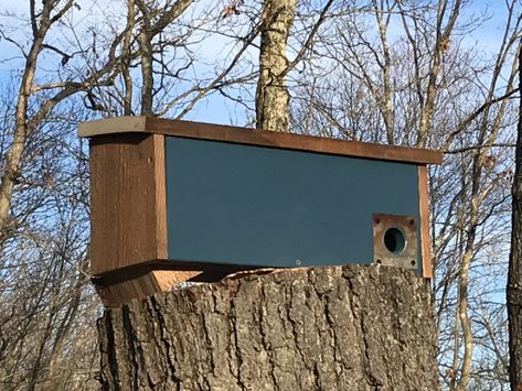 Diy Roosting Boxes For Birds, Winter Bird Shelter, Bird Roosting Boxes, Winter Roosting Box Plans For Birds, Bird Shelters For Winter Diy, Diy Roosting Boxes, Roosting Boxes For Birds, Ohio Birds, Birdhouse Plans