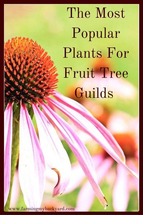 Fruit Tree Guild Companion Planting, Apple Tree Guild Companion Planting, Plum Tree Guild, Fruit Tree Guild Plans, Pear Tree Guild, Peach Tree Guild, Cherry Tree Guild, Garden Guilds, Fruit Tree Guild