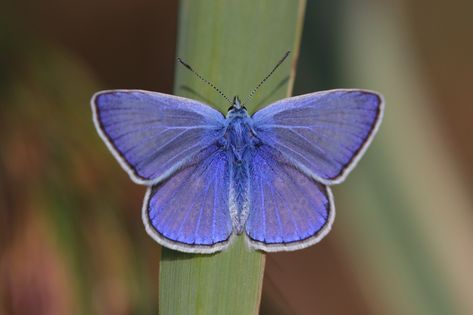 The Common Blue: Polyommatus icarus [Male] Polyommatus Icarus, Caterpillar Art, Beautiful Butterfly Photography, Flying Flowers, Flying Insects, Butterfly Watercolor, Bugs And Insects, Black Butterfly, Tattoo Design Drawings