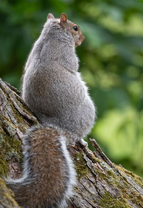 Home Office Window, Crane Photography, Eastern Gray Squirrel, Gray Squirrel, Grey Squirrel, Nikon D500, My Home Office, Flying Squirrel, Office Window