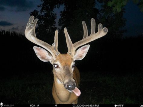 trailcam (@Trail_Cams) on X Deer Meme, Deer Aesthetic, Tapetum Lucidum, Trail Cam, Forest Wildlife, Trail Cameras, Deer Photos, Animals Memes, Forest And Wildlife