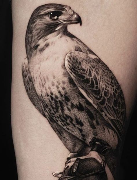 215 Hawk Tattoos Ideas and Designs (2023) - TattoosBoyGirl Red Tailed Hawk Tattoo Feminine, Redtail Hawk Tattoo, Black And Grey Bird Tattoo, Hawk Reference, Red Tail Hawk Tattoo, Falcon Tattoo Design, Peregrine Falcon Tattoo, Hawk Tattoo Design, Hawk Tattoo Feminine