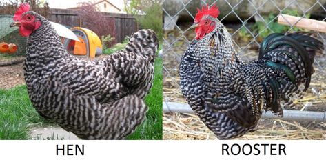 Barred Rock Rooster Vs Hen Hen Vs Rooster Chicks, Hen Or Rooster, Rooster Names, Chicken Breeds For Eggs, Rooster Vs Hen, Brahma Rooster, Barred Rock Chickens, Barred Rock Rooster, Plymouth Rock Chicken