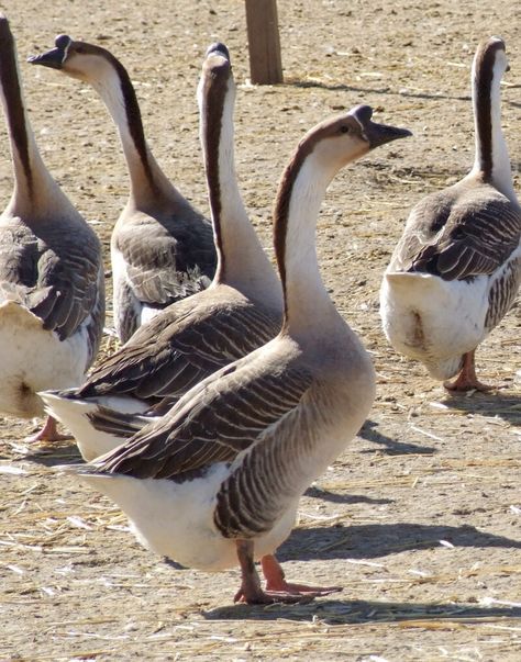 Chinese Goose - The Livestock Conservancy Goose Breeds, African Geese, Raising Geese, Meat Animals, Sebastopol Geese, Geese Breeds, Domestic Birds, Farm Inspiration, Hobby Farming