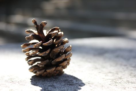 pinecone with form Elements Of Design Form, Element Photography, Principles Of Photography, Elements Of Design Shape, Elements Of Photography, Art Principles Of Design, Elements Photography, Form Photography, Art Principles