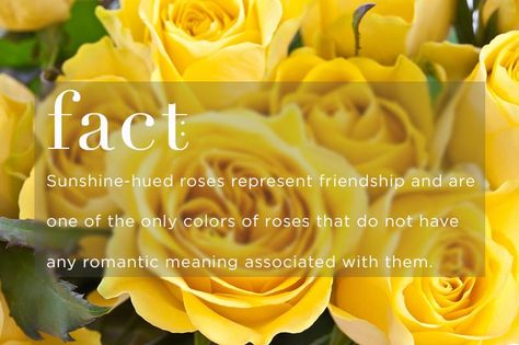 Rose Flower Meaning, Rose Meanings, Yellow Rose Meaning, Roses Meaning, Rose Color Meanings, Gold Rose Flower, Container Roses, Rose Meaning, Flower Meanings