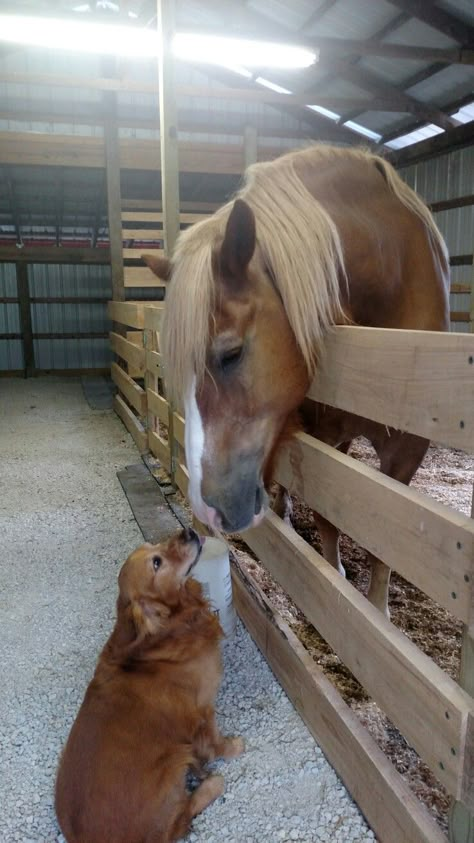 Horse And Golden Retriever, Golden Retriever Farm Dog, Golden Retriever On Farm, Belgian Horse Draft, Draft Horse Riding, Draft Horse Aesthetic, Dogs And Horses, Belgian Horses, Belgian Draft Horses