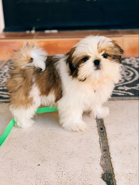 Brown And White Shih Tzu, White Shitzu, Shih Tzu Puppy Training, Dogs Tattoo Ideas, Baby Shih Tzu, White Shih Tzu, Dogs Tattoo, Aesthetic Dogs, Perro Shih Tzu