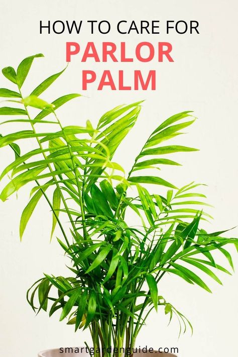 Parlor Palm Care Guide. Learn How To Grow Chamaedorea Elegans. Learn how to keep your parlor palm in perfect condition, including how to water, feed, repot and fertilize this wonderful indoor palm. Indoor Parlor Palm, Parlour Palm Indoor, Chamaedorea Elegans Care, Parlour Palm Care, Parlor Palm Care Tips, Palm Care Indoor, Parlor Palm Care, Palm Plant Indoor, Indoor Palm Plants