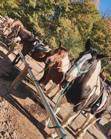 Horse back riding>drove a mini tractor>hiked with friends🫶🏽🍂 #horsebackriding #camp #hiking Horse Camping, Horse Back Riding, Mini Tractor, Sleepaway Camp, Horse Camp, Horseback Riding, Tractor, Vision Board, Hiking