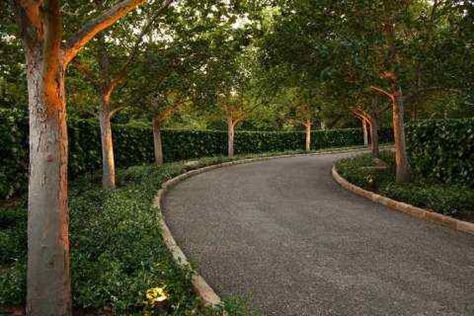 Our driveway. Landscaping Hedges, Driveway Landscaping Ideas, Gravel Driveway Landscaping, Lined Driveway, Driveway Entrance Landscaping, Tree Lined Driveway, Driveway Entrance, Driveway Design, Driveway Landscaping