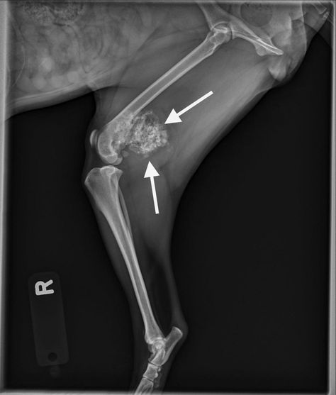 Image Gallery: Primary & Metastatic Tumors Part 2 | Clinician's Brief Veterinary Radiology, Vet School Motivation, Veterinarian Technician, Dog Vet, Vet Tech School, Vet Tech Student, Vet Technician, Radiology Imaging, Vet Medicine