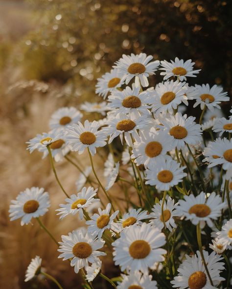 Daisy, daisy 🌼 Oxeye daisies are at the top of my list of flowers to add to my garden for next year. Florists, gardeners, country hotels or cottage with beautiful gardens - if you need a photographer this summer to capture your garden in bloom or beautiful displays of cut flowers, please get in touch. Summer gardens are my absolute favourite thing to photograph. #beautifulblooms #myfloraldays #flowerstagram #wildforflowers #flowersandotherstories #gardenlovers #gardenplants #gardenview #gar... Oxeye Daisy, Summer Gardens, Wild Daisy, Flower Reference, Daisy Daisy, List Of Flowers, Country Hotel, Daisy Love, Slow Travel