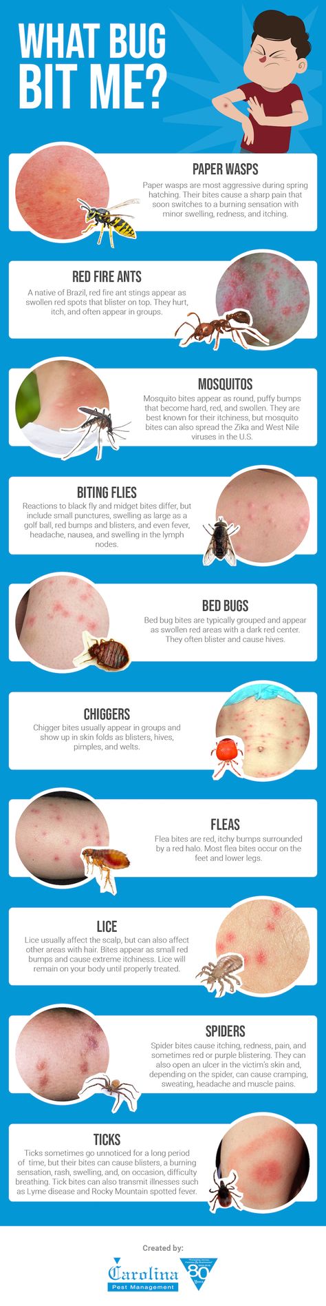 What Bug Bit Me? Carolina Insect Control Tips | Carolina Pest Bug Bite Identification Chart, Different Kinds Of Bug Bites, Insect Bite Identification Chart, Insect Bites Remedies, Insect Bites Identification, Bug Bites Identifying Chart, Brown Recluse Spider Bite Stages, Bug Bites Identifying, Bed Bugs Bites