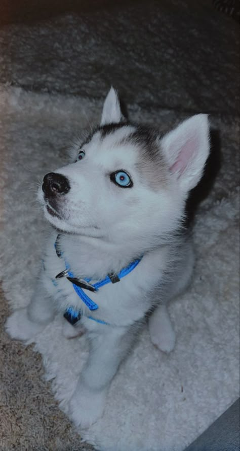 Dog Husky Dogs Puppy, Puppy Snap, Husky Aesthetic, Gift Snap, Dog Snap, Husky Pictures, Hoodie With Ears, Dog Snapchats, Siberian Husky Puppies