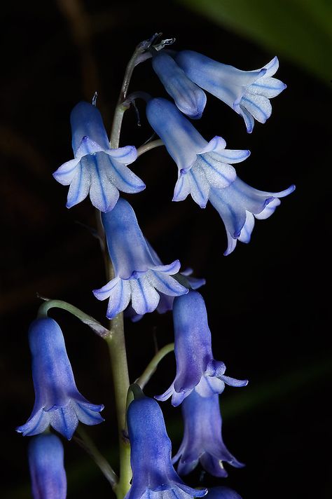 Small blue flowers of Wild Hyancinth (Hyacinthus orientalis) in Botanic English Bluebells, Small Blue Flowers, Blue Bell Flowers, Blue Flower Wallpaper, St Petersburg Russia, Flower Therapy, Botanic Gardens, Petersburg Russia, Pretty Plants