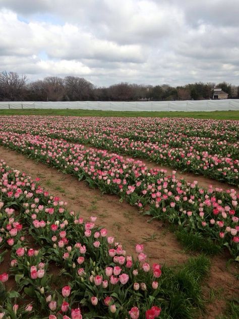 Texas tulips Texas Tulips, Favorite Flowers, Travel Dreams, Tulips, Texas, Flowers, Travel