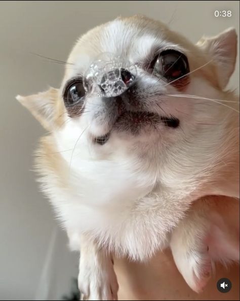 Funny Chihuahua Pictures, Bubble Dog, Chihuahua Funny, Cute Animals Puppies, Paws And Claws, Dog People, Silly Dogs, Chihuahua Puppies, Dog Face