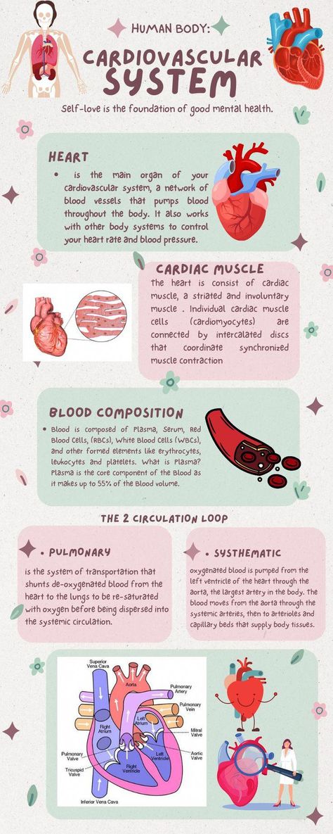 Cardiac System Anatomy, Cardiovascular System Physiology, Leukocytes Notes, The Cardiovascular System, Cardio Vascular System Notes, Anatomy Of The Heart Notes, Cardiologist Study Notes, The Cardiovascular System Notes, Human Heart Notes