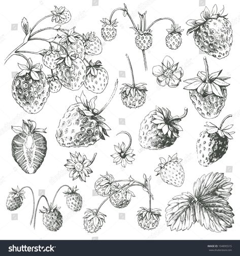 Great collection of hand drawn strawberries isolated on white background. #Ad , #Sponsored, #hand#drawn#Great#collection Strawberry Drawing, Fruit Sketch, Strawberry Tattoo, Strawberry Art, Handpoke Tattoo, Strawberry Flower, Plant Tattoo, Fairy Tattoo, Strawberry Plants