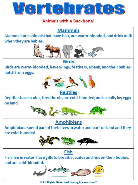 Vertebrates Chart  www.loving2learn.com Animal Classification Activity, Vertebrates Animals, Classifying Animals, Vertebrates And Invertebrates, Montessori Science, Cc Cycle 1, 3rd Grade Science, Animal Classification, 4th Grade Science