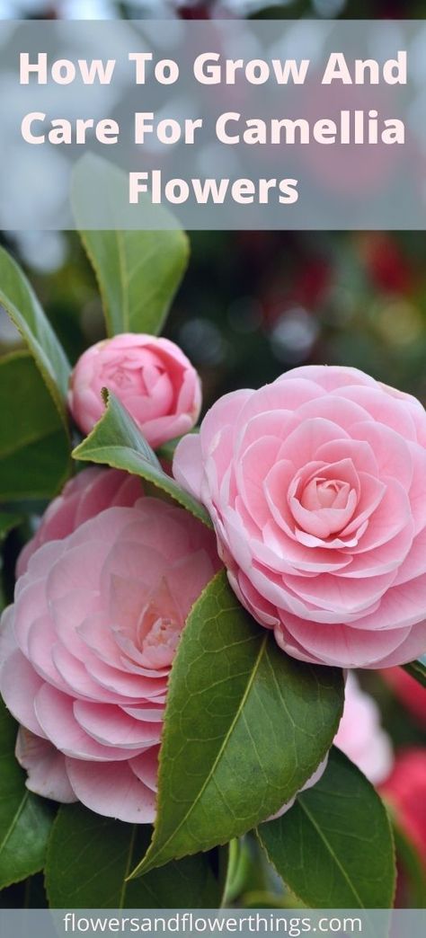 How To Grow And Care For Camellia Flowers | Flowersandflowerthings Debutante Camellia, Camelia Tree, Camellias Flower, Flower Facts, Camellia Tree, Backyard Planters, Camellia Plant, Flower Tips, Camellia Flowers