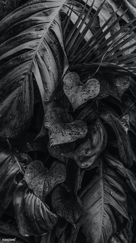 Wet monstera plant leaf | free image by rawpixel.com / Jira Iphone Wallpaper Tropical, Iphone Wallpaper Dark, Leaves Wallpaper Iphone, Black And White Leaves, Phone Screen Wallpaper, Black Phone Wallpaper, Wallpaper Dark, Plant Wallpaper, Wallpaper Nature